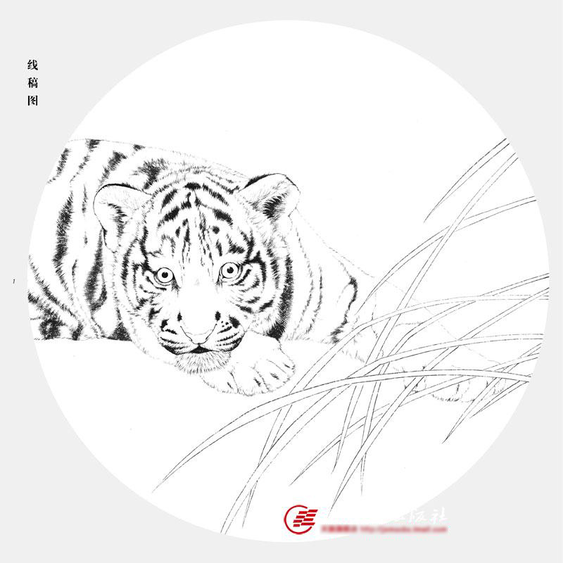 动物工笔技法正版底稿白描老虎步骤画法国画绘画(新)