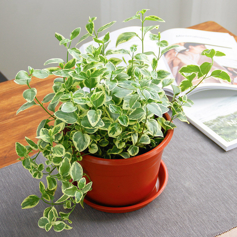 爱优优尚千叶兰珍珠吊兰阳台庭院花叶绿植到家绿植