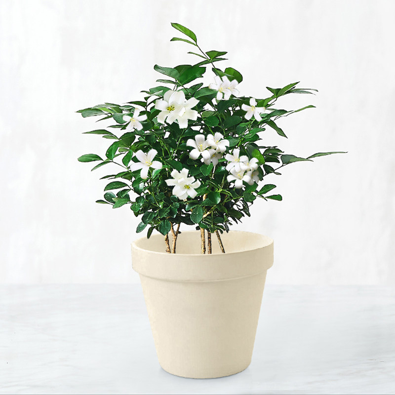爱优优尚九里香盆栽花卉花苞好养室内客厅办公室绿植