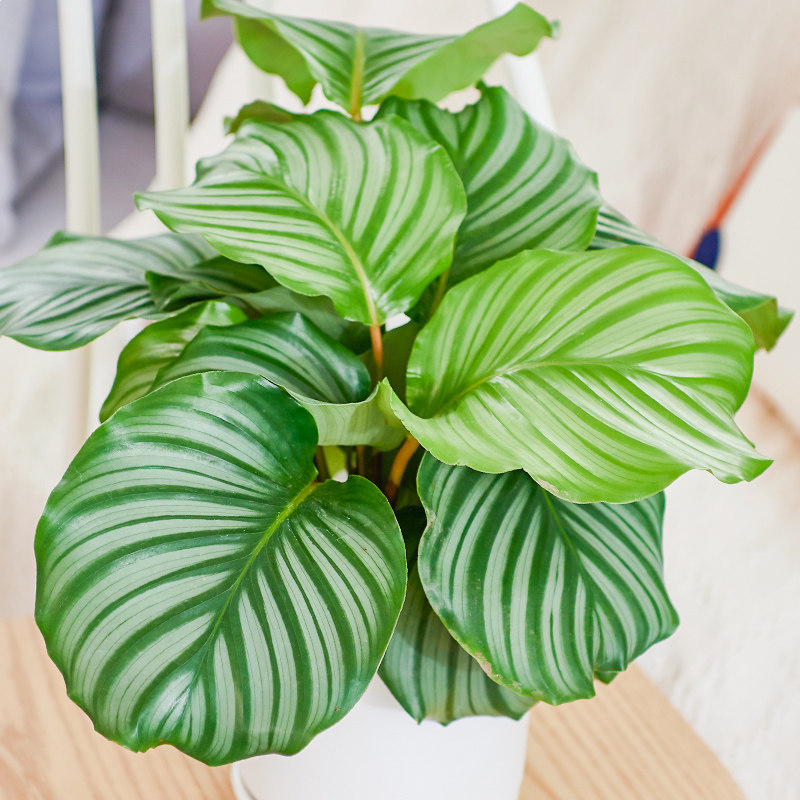 爱优优尚青苹果盆栽植物室内客厅居家花卉净化空气绿植