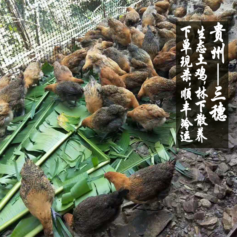 贵州特产鸡肉新鲜农家林下散养本地草鸡土鸡整鸡