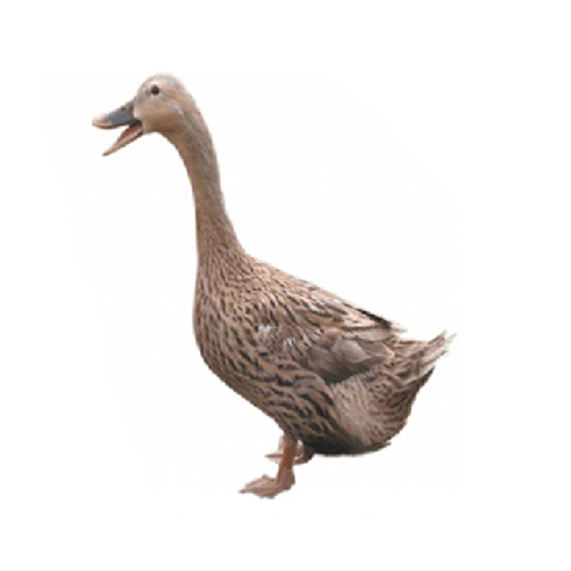 两年老鸭土鸭三穗麻鸭农家散养水鸭子新鲜鸭肉鸭肉