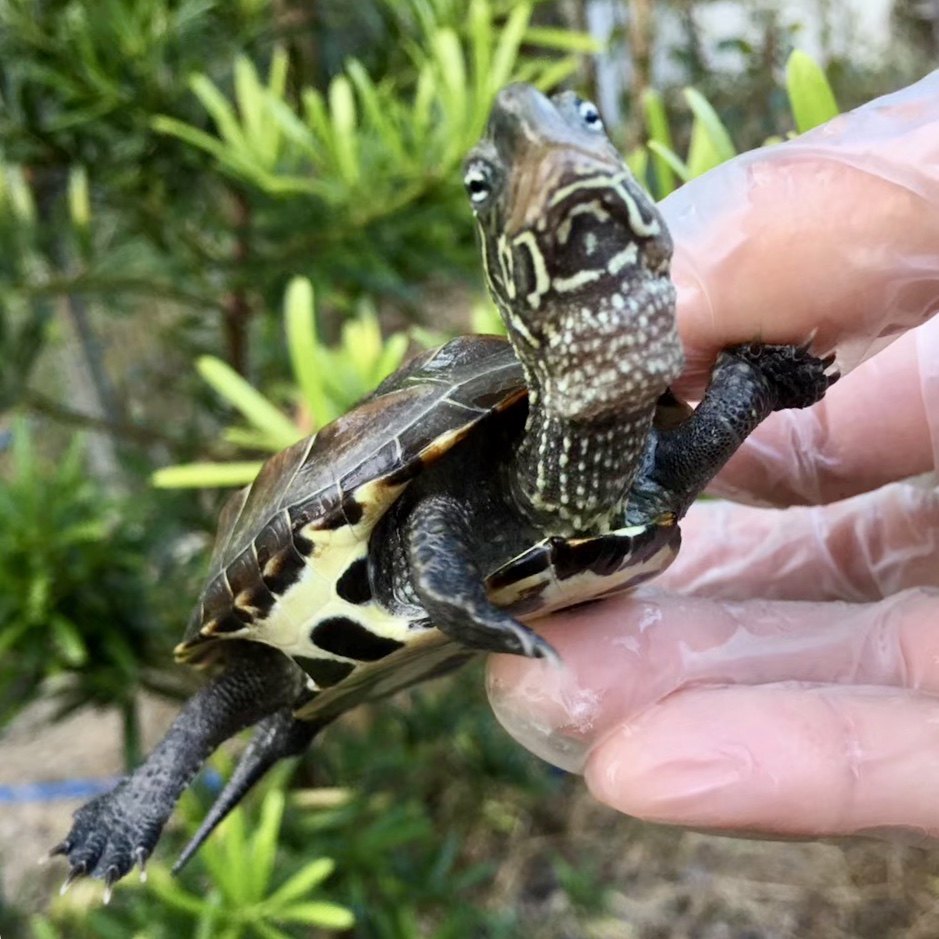 招财水陆两栖一对镇情侣金线活体乌龟全品中华龟