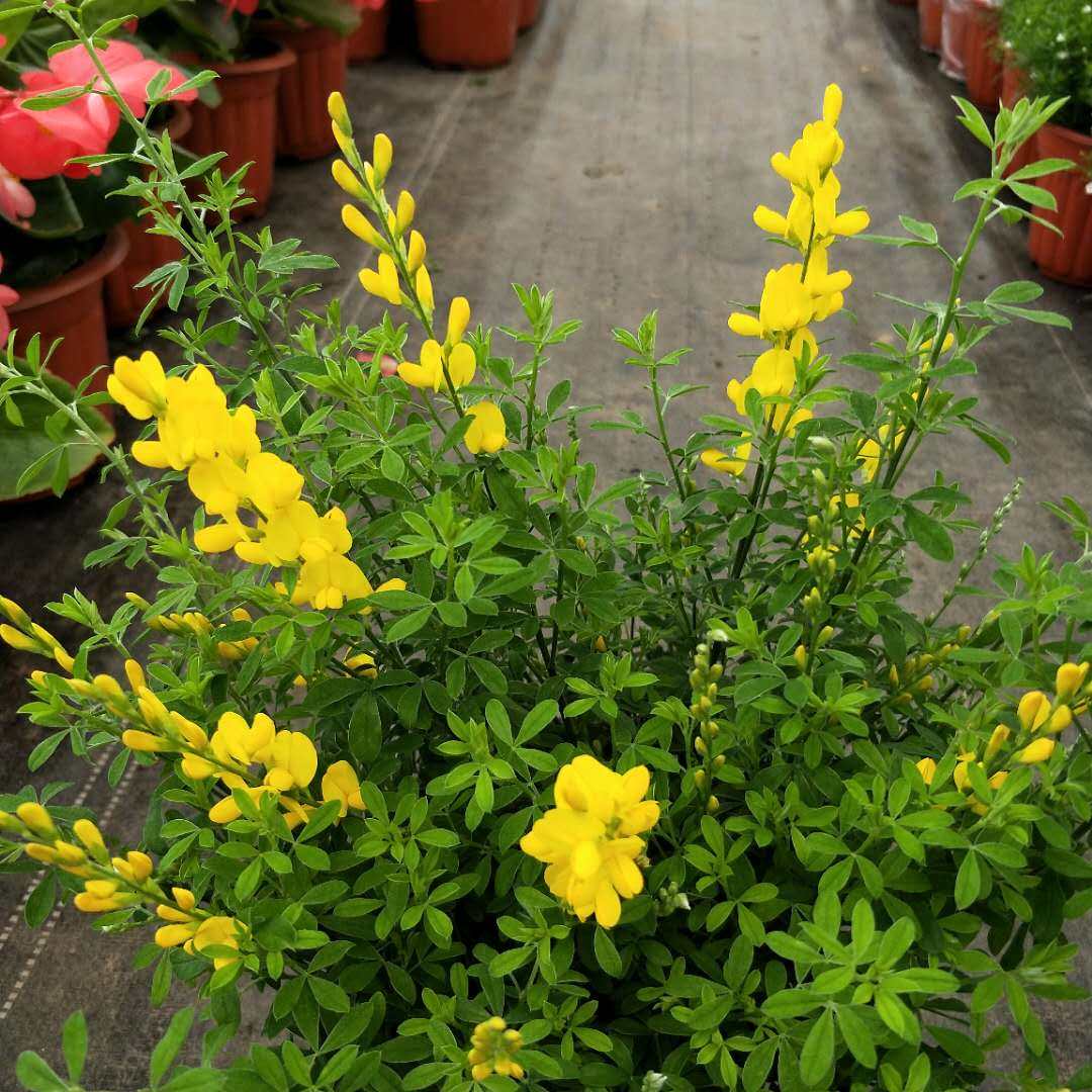 盆栽金雀金雀花多年生大苗黄金雀梅花花卉阳台庭院时令草本花卉