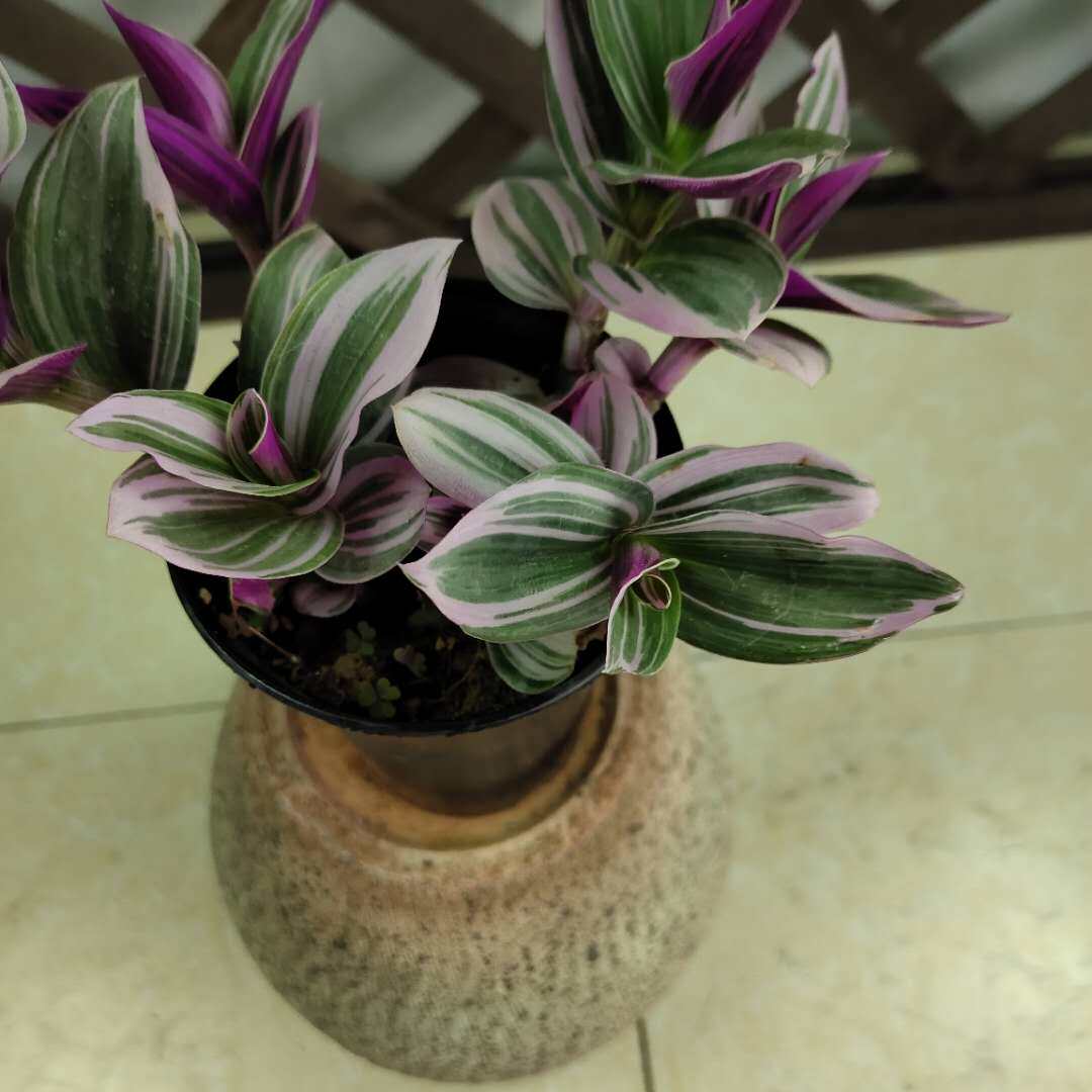 婚礼吊兰兰锦油画紫露草锦进口室内绿植盆栽绿植