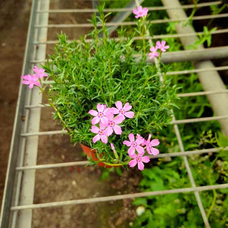 芝樱花苗盆栽耐寒植物花镜庭院阳台花卉知音时令草本花卉