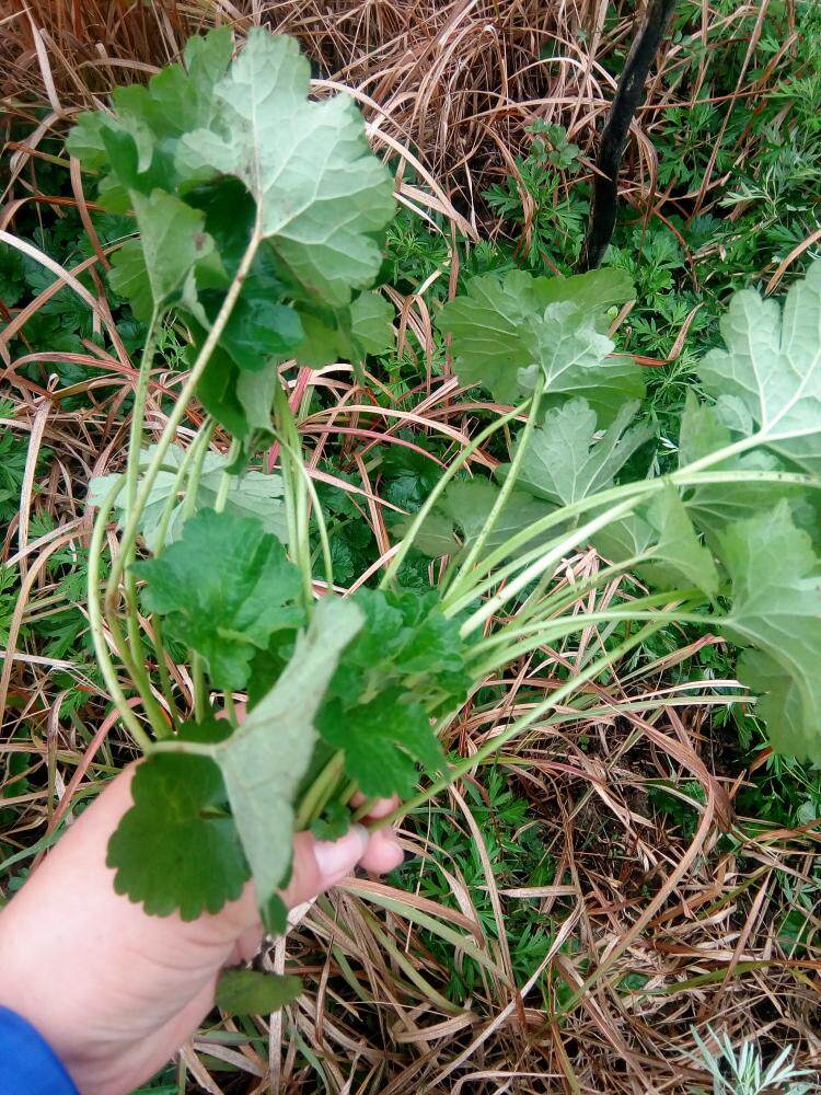 优惠券后15元,两斤包邮现采新鲜野生益母草白花童子益母草幼草带根全