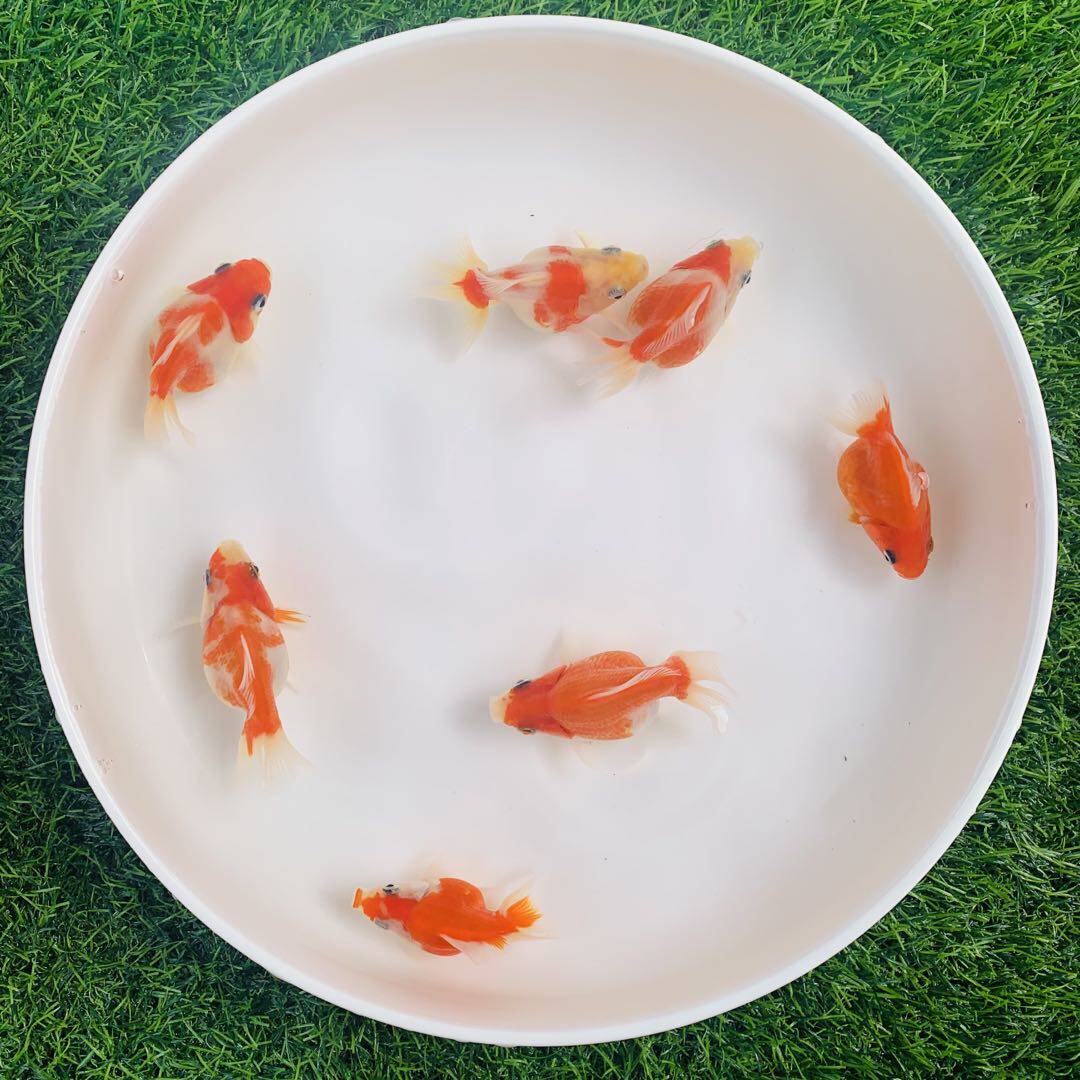 金鱼鎏金活体樱花观赏鱼高背淡水鱼易养短冷水鱼鱼