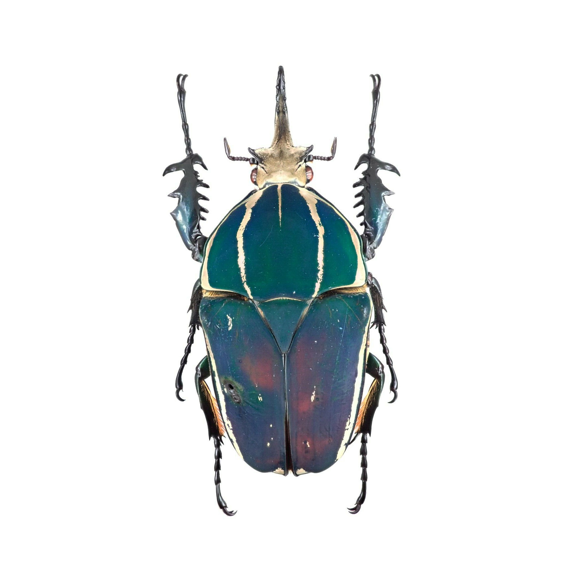 乌干达金龟甲虫宠物长戟大兜爬虫