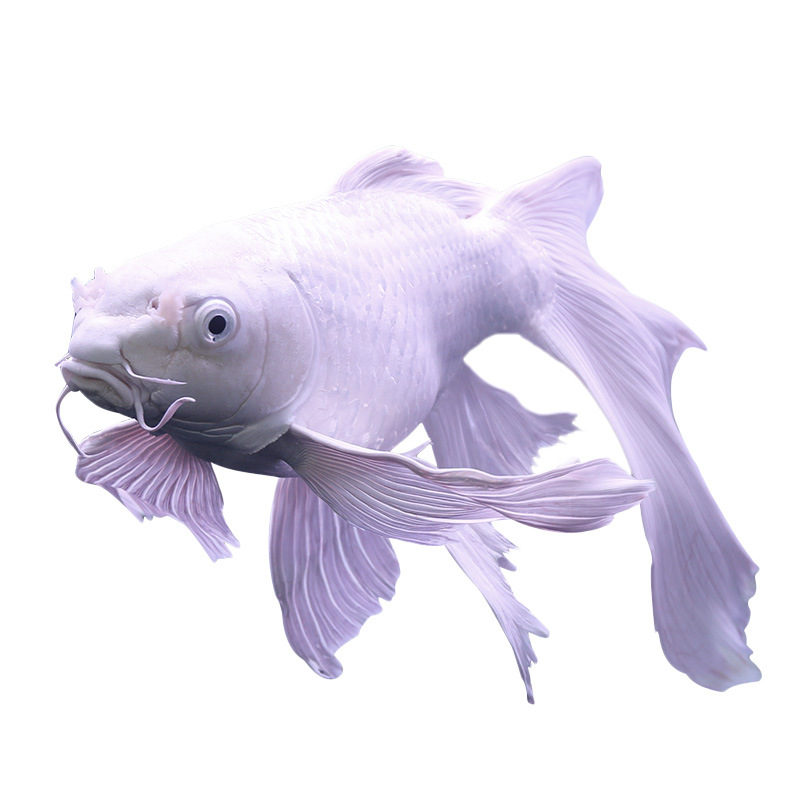 台湾球体纯种贵妃锦鲤长尾龙凤短身鱼苗蝴蝶鱼