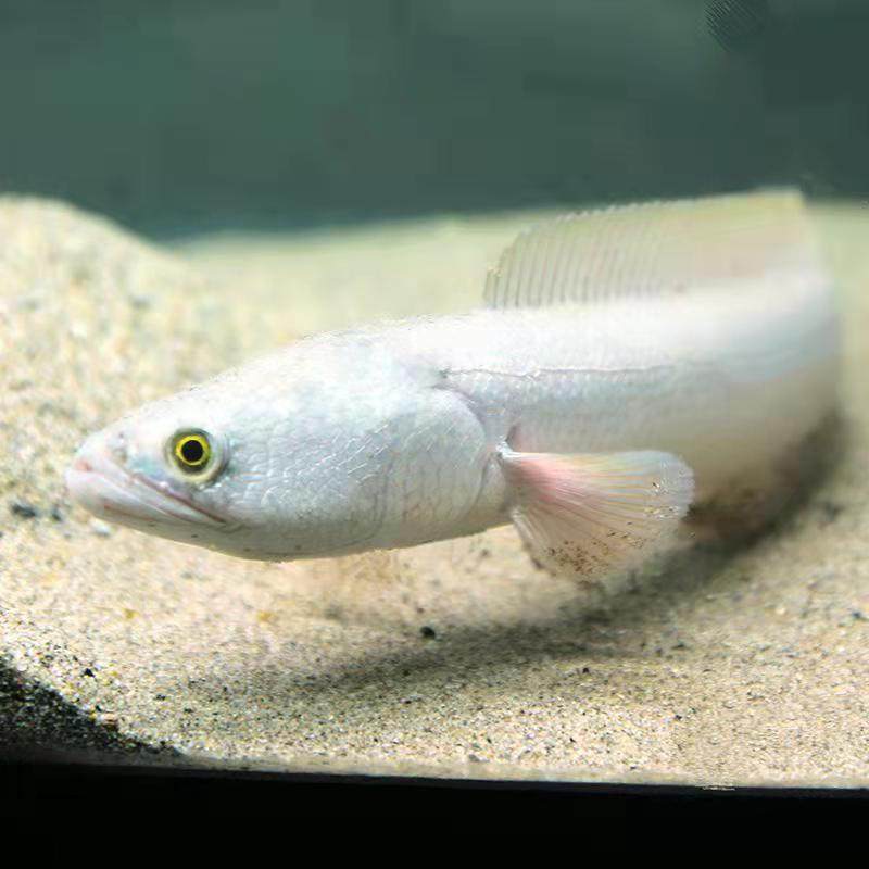 观赏鱼雷龙鱼淡水大型冷水鱼白甲雷龙肉食性凶猛鱼白化黑鱼稀有鱼