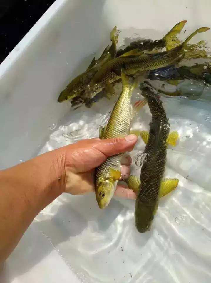 赤鳞泰山活体原生观赏鱼冷水鱼猛鱼稀有有鱼鱼苗鱼