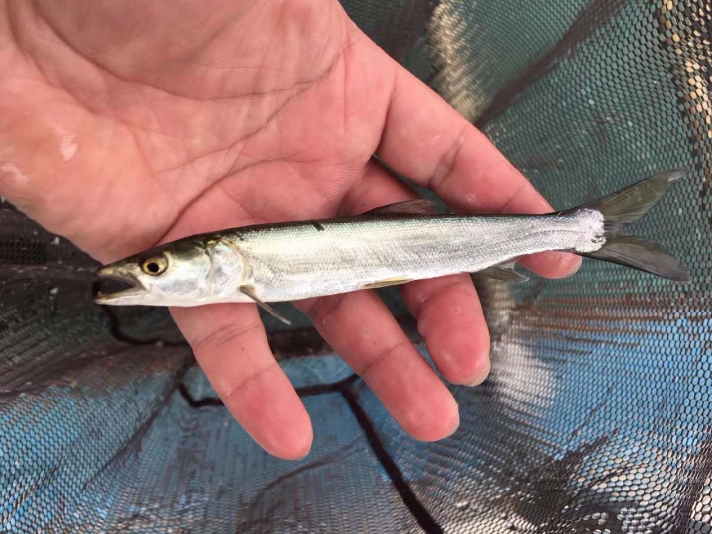 观赏鱼鳡鱼活体原生冷水鱼鱼苗稀有有鱼肉食凶猛鱼