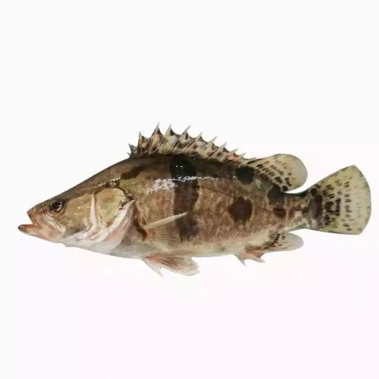 鱼苗优质桂鱼桂花鳜鱼季鱼贵大眼翘嘴活体包邮鱼