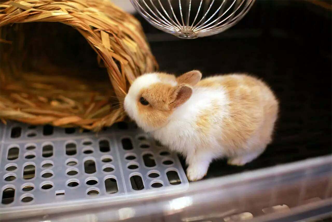 宠物侏儒迷你迷你兔兔子活体安哥拉盖脸猫猫垂耳兔兔