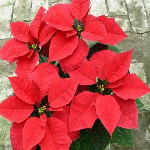 一品红盆栽四季好养客厅阳台办公室观赏植物万年红甲醛绿植