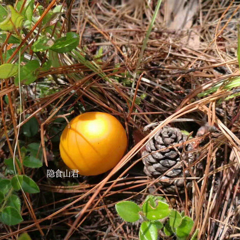 云南野生黄鹅蛋菌野生菌干货黄罗雨伞云南特产
