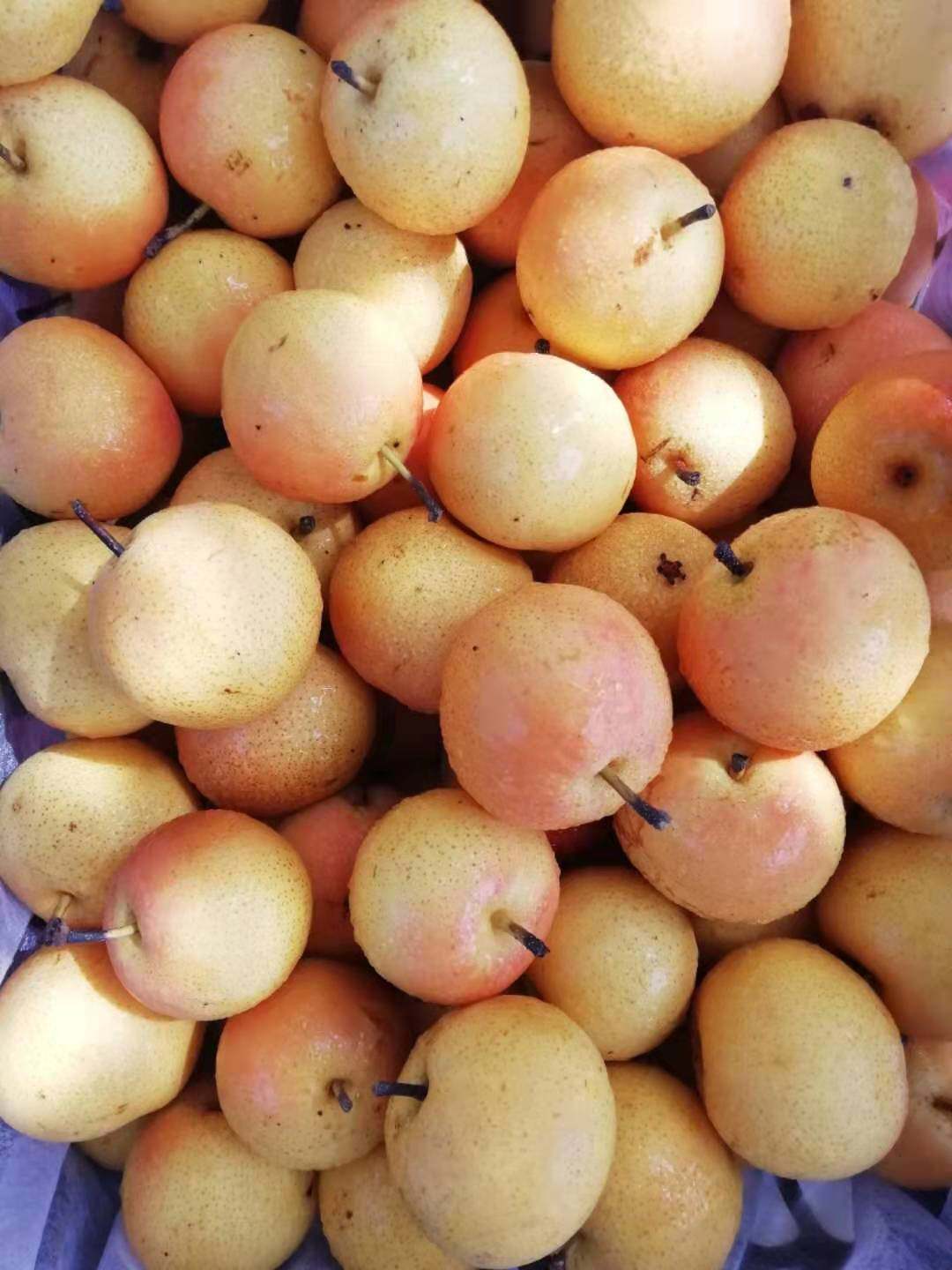 东北水果新鲜安梨南果梨香水梨农家自产精选大果五斤一份包邮