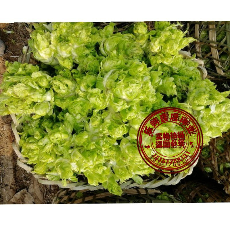 菜种种籽榨菜四川儿菜种子特产四季娃娃菜抱家庭园艺种子