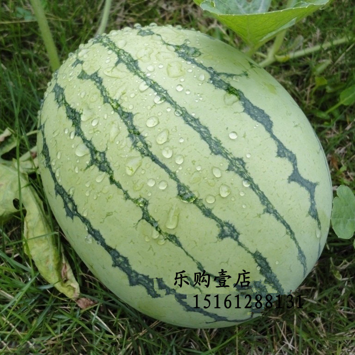 奶油西瓜麒麟西瓜种子小型西瓜籽 无籽四季水果蔬菜黄壤西瓜种子