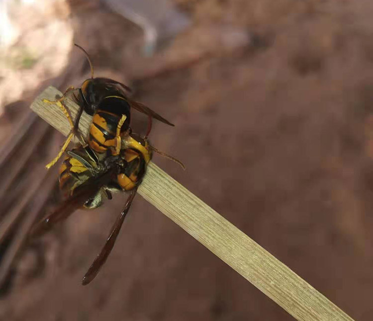 葫芦蜂黄脚蜂王树蜂养殖送技术