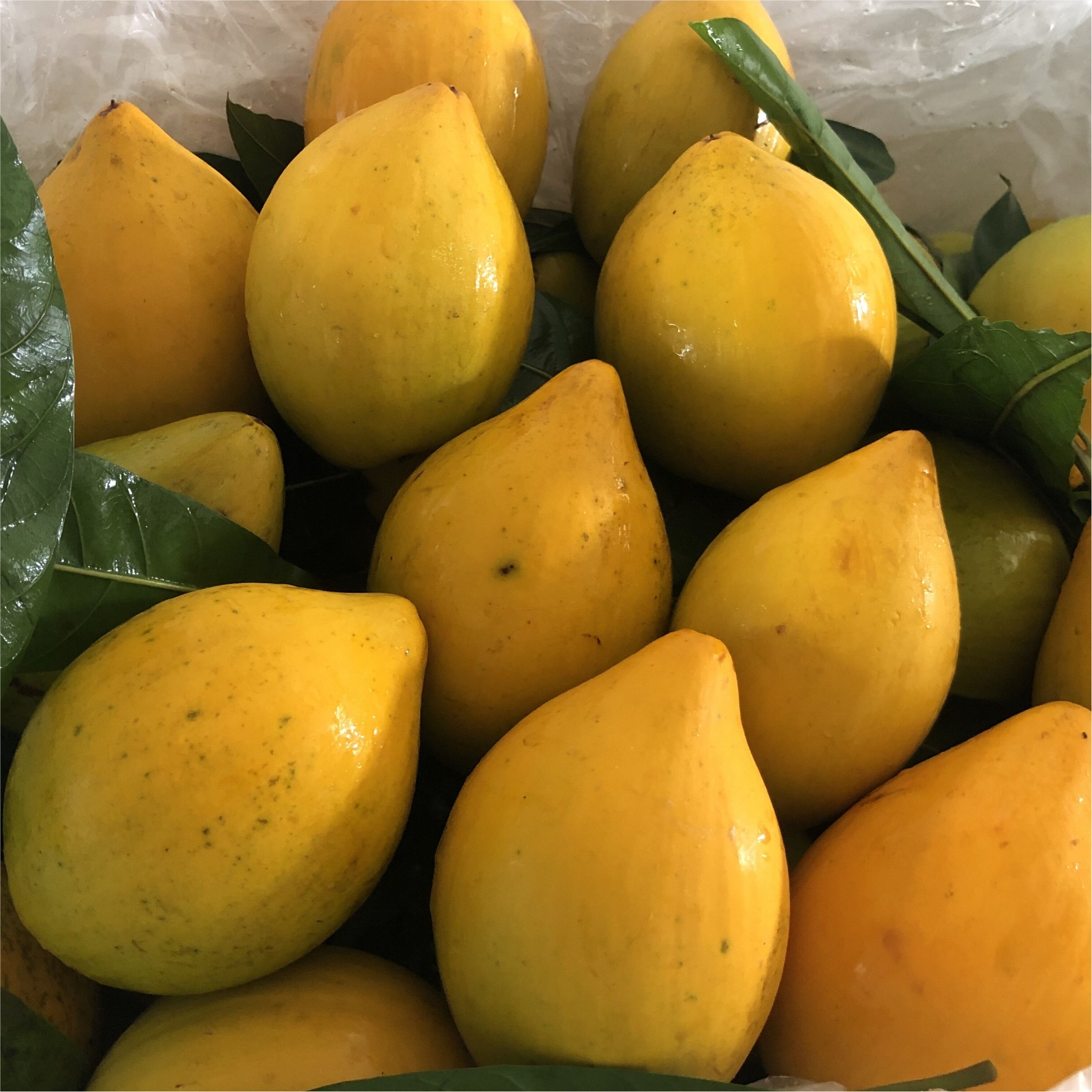 海南鸡蛋果 新鲜蛋黄果大果热带当季孕妇净果3斤三亚特产稀有水果