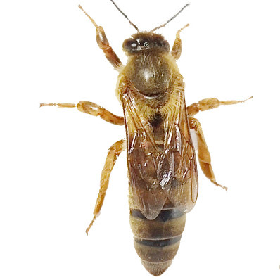 中蜂王种王蜂王土蜂高产良种野生开产王双色阿坝杂交爆产天柱处王