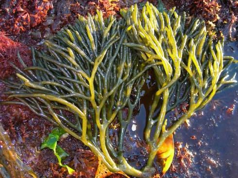 海草水草葡萄海造景包邮水藻海藻藻缸火焰藻红水草