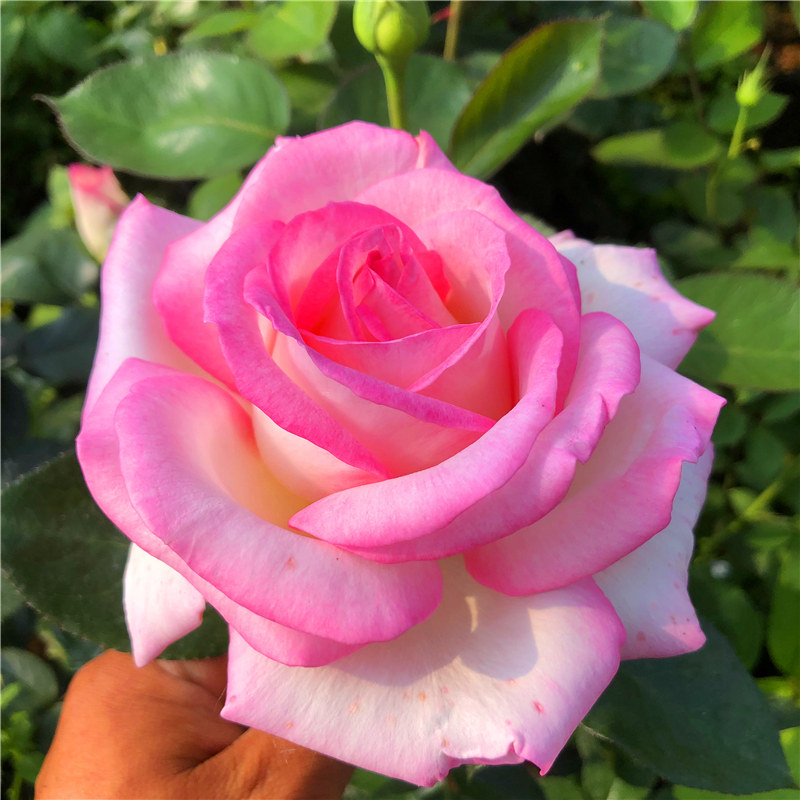 国月大花月季月季花花苗特大浓香四季盆栽绯扇时令草本花卉