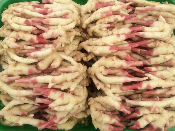 嫩姜五指姜五指生姜仔姜蔬菜顺丰新鲜坝现山西生姜