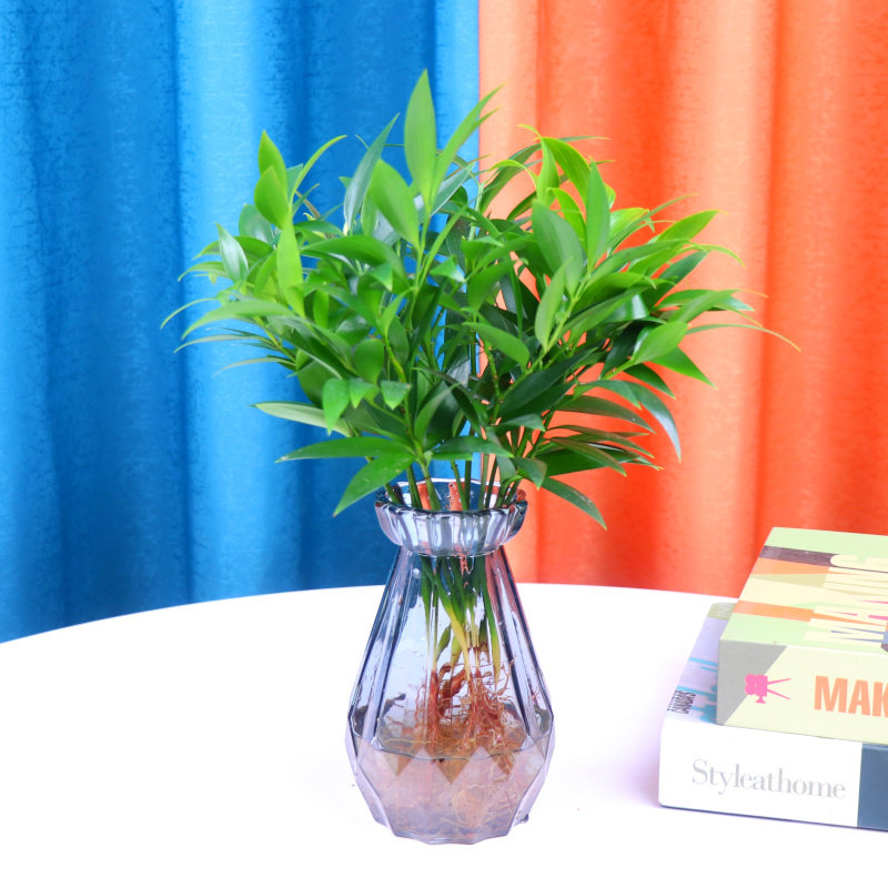 水培驱蚊竹柏文竹幸福树植物九里香橡皮树罗汉松绿植