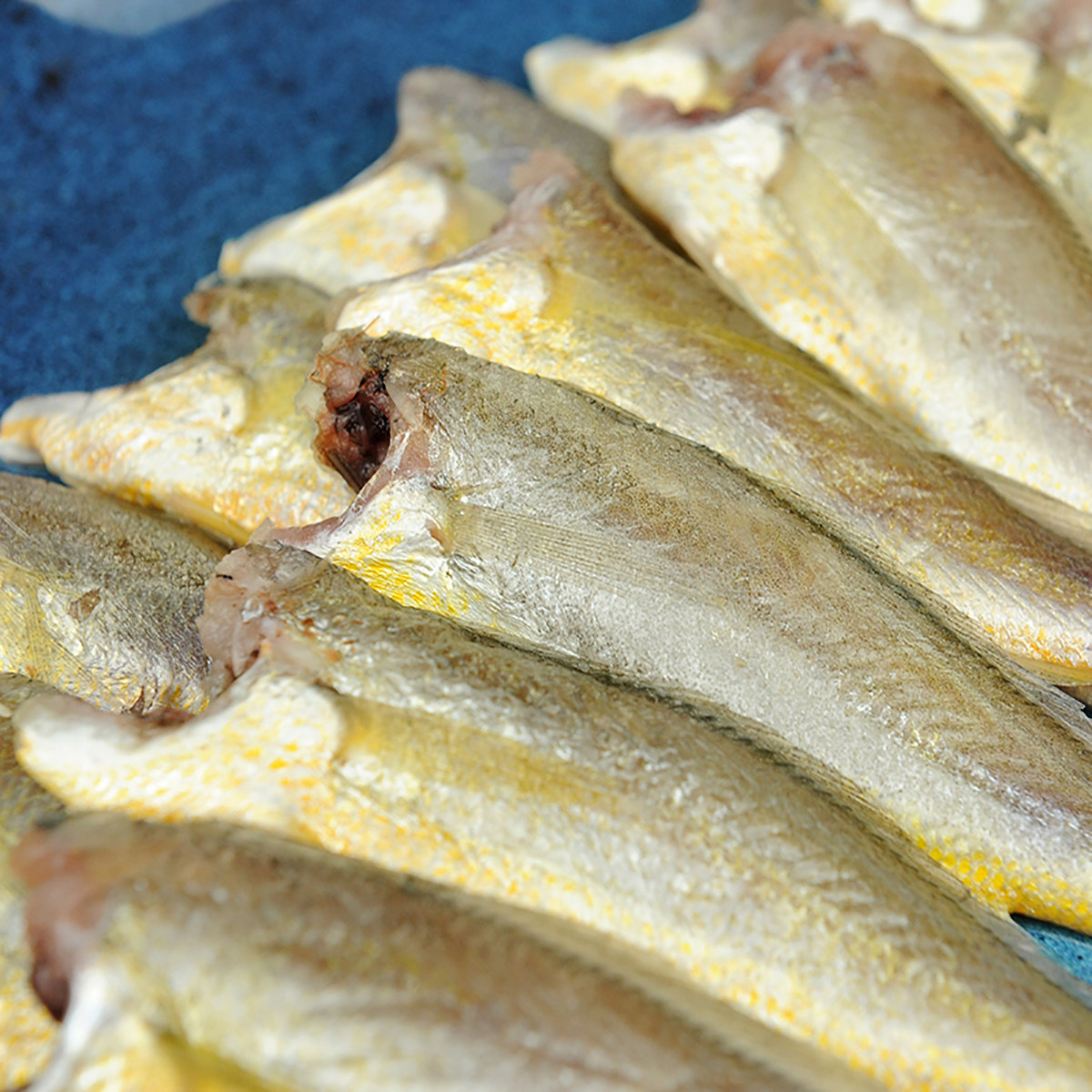 舟山鲜冻去头头小黄鱼鲜活冷冻深海黄花鱼烧烤黄鱼