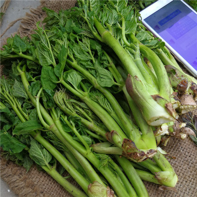 长白山野菜速冻刺老芽刺嫩芽刺龙净重4斤大芽无根其它