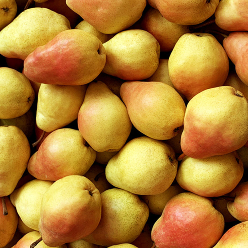 烟台太婆茄梨大头梨子当季水果软梨5斤包邮梨