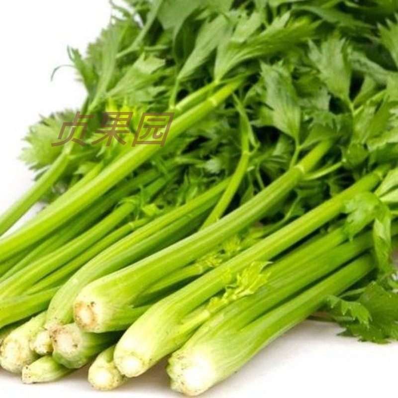 芹菜新鲜菜根小芹西芹香芹青菜蔬菜农家自种其它