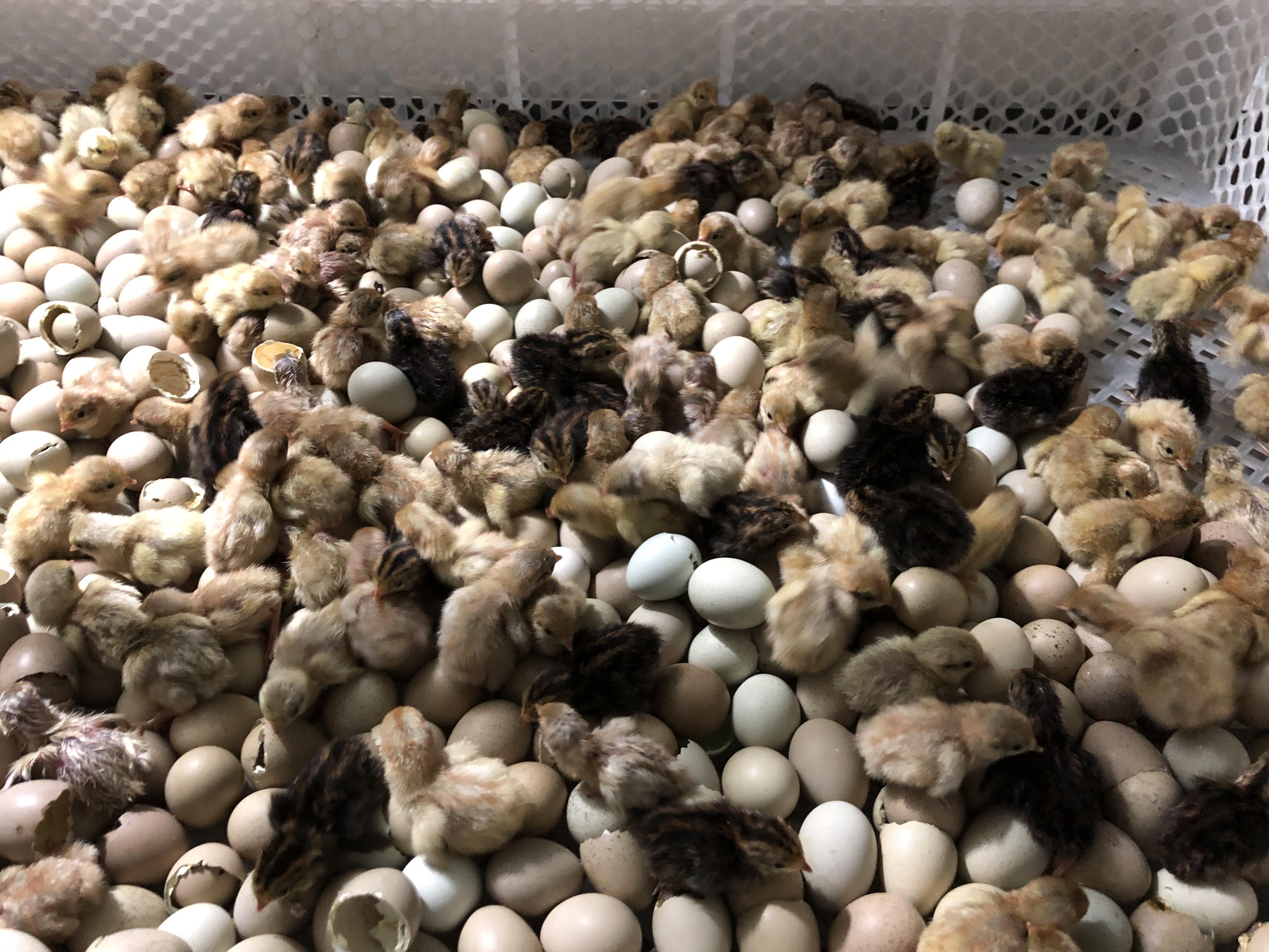 桂花雀成年小鸟芦丁鸡活苗受精种蛋蓝胸鹌鹑种蛋家用水床孵化器