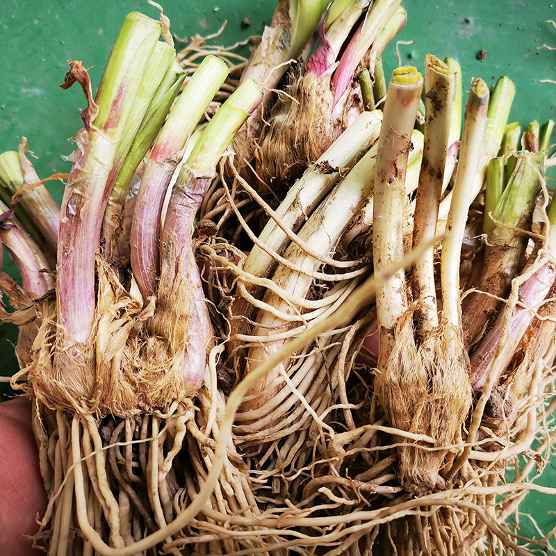 韭菜新鲜菜根现挖红根宽叶独根根苗阳台四季家庭园艺种子