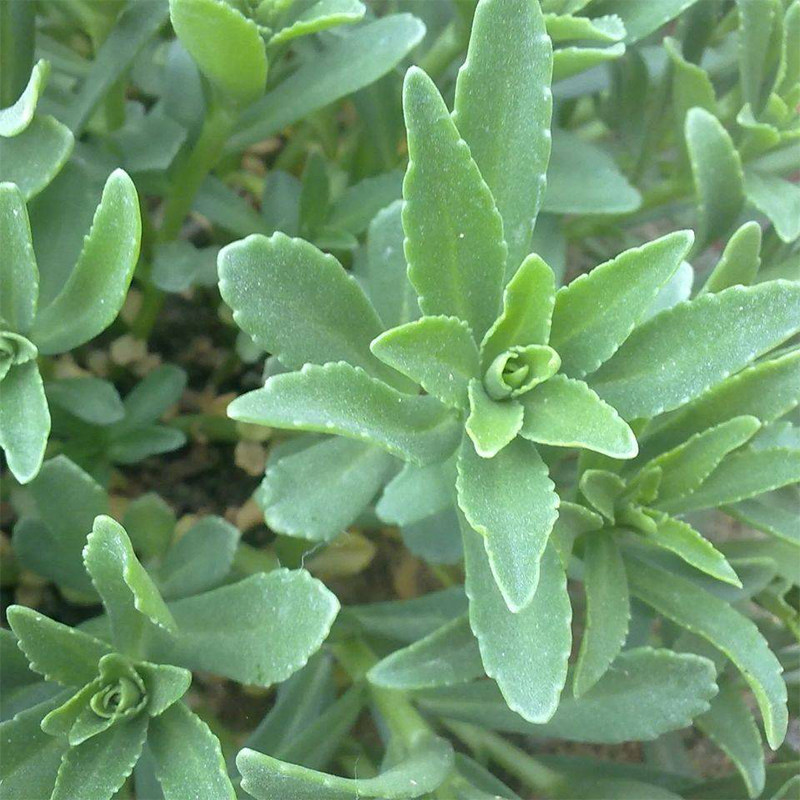 高钙救心菜养心菜种种子可食用野菜四季阳台盆栽家庭园艺种子
