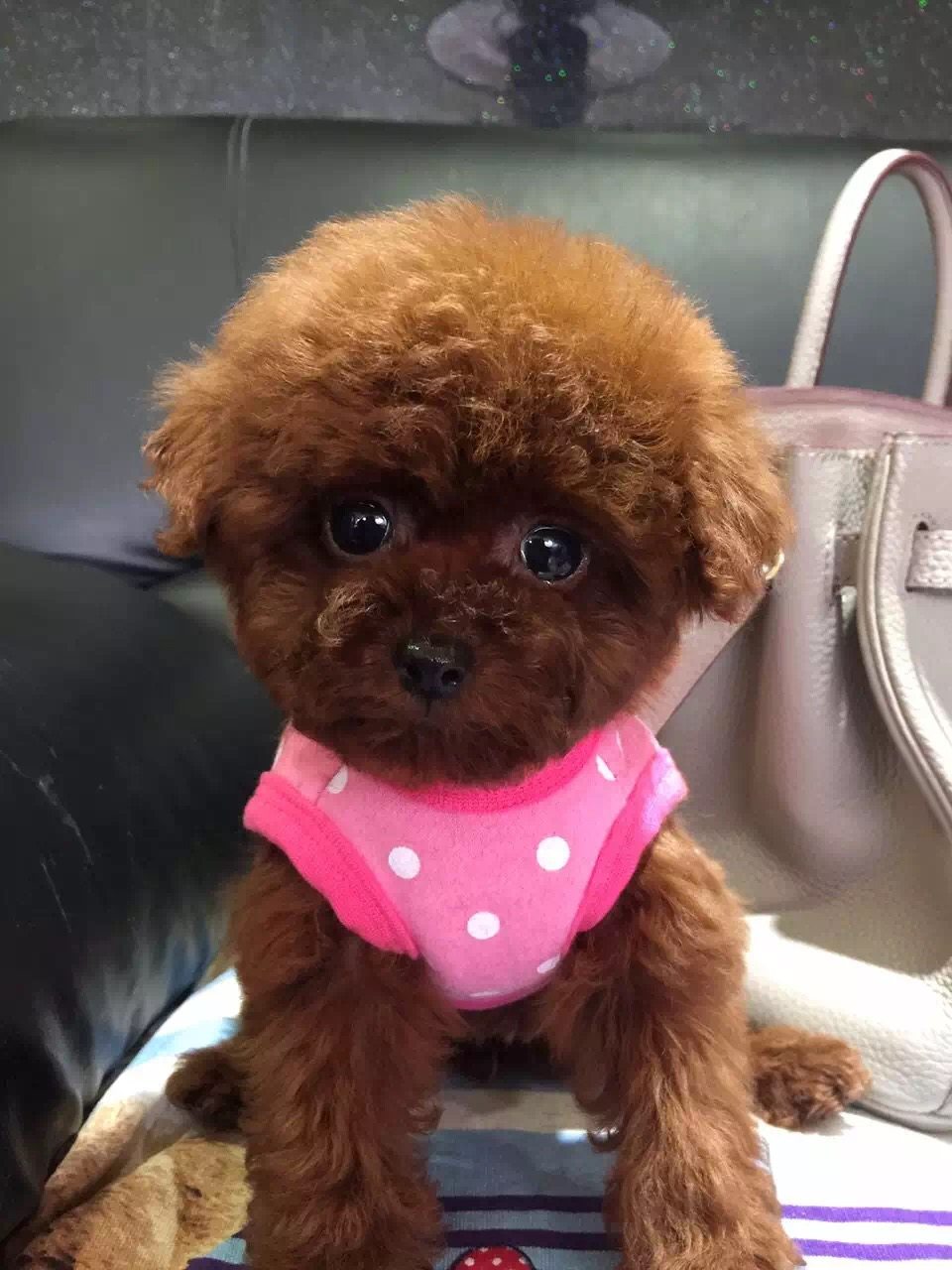 泰迪纯种幼犬泰迪狗活体不大茶杯贵宾宠物狗狗狗