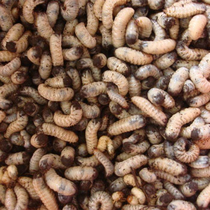 蛴螬活体老母蜥蜴地蚕画眉鸟乌龟钓鱼鱼饵饵料爬虫