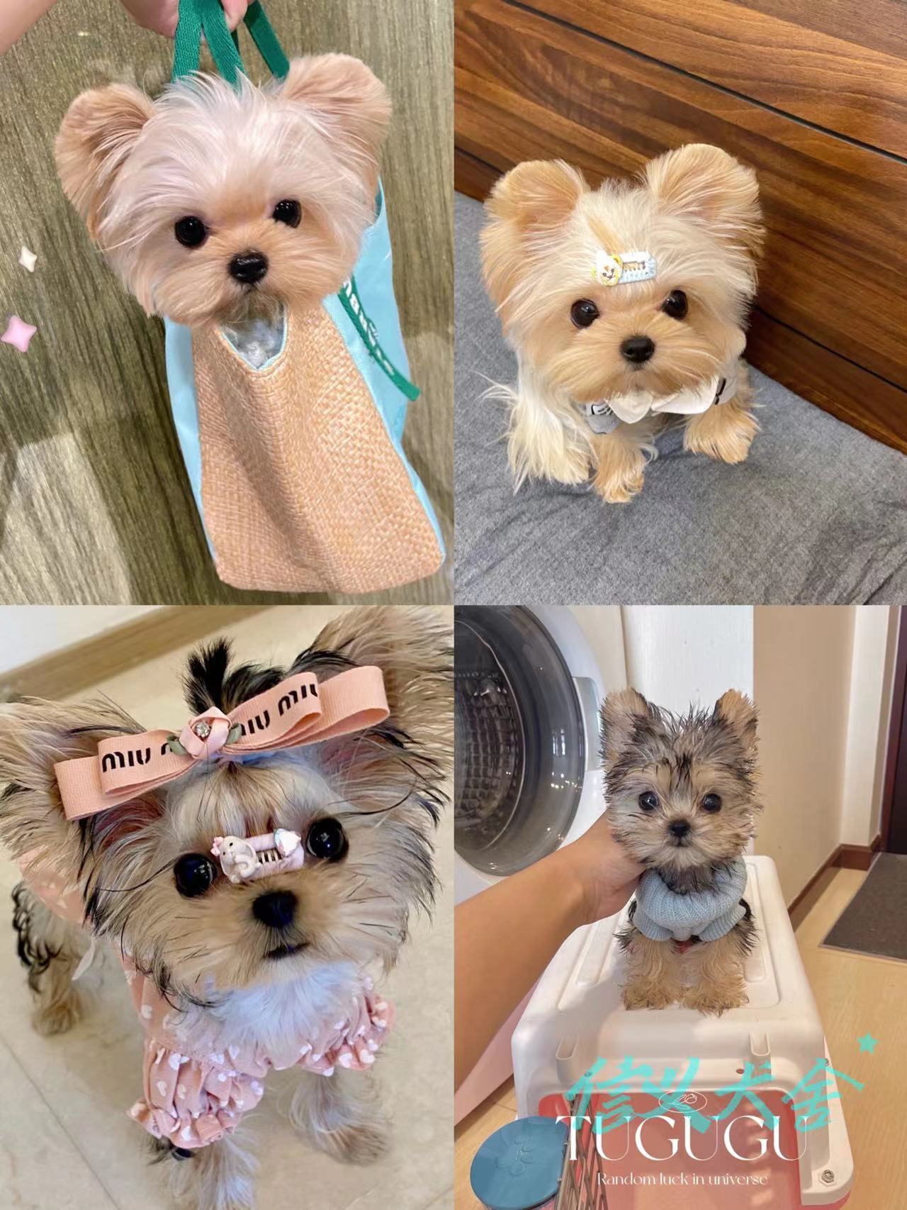 纯种长毛约克夏梗犬金色金头银背幼茶杯迷你小型狗狗