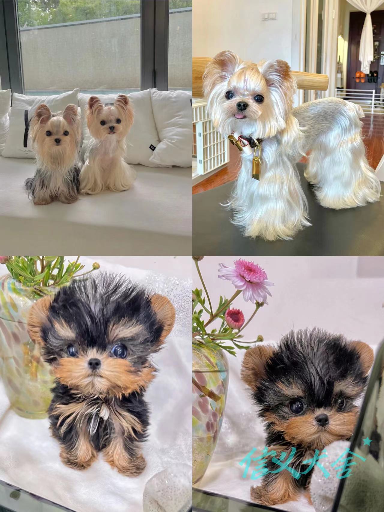 纯种长毛约克夏梗犬金色金头银背幼茶杯迷你小型狗狗