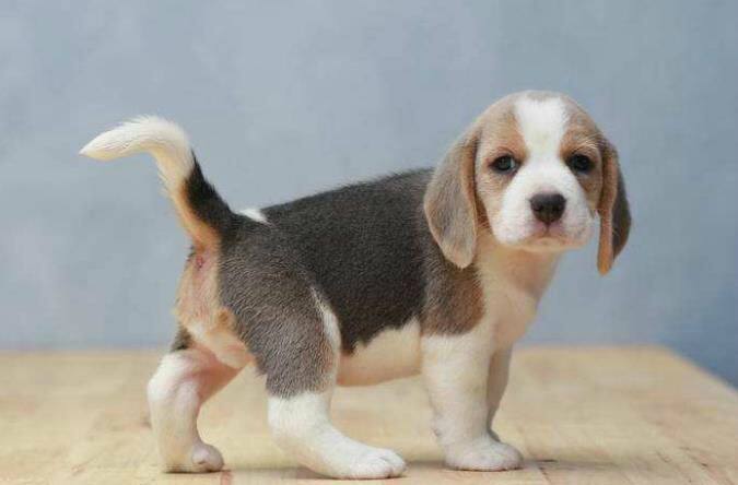 纯种比格犬幼犬纯种大耳朵巴吉度犬猎兔犬米格鲁犬宠物狗活体幼崽