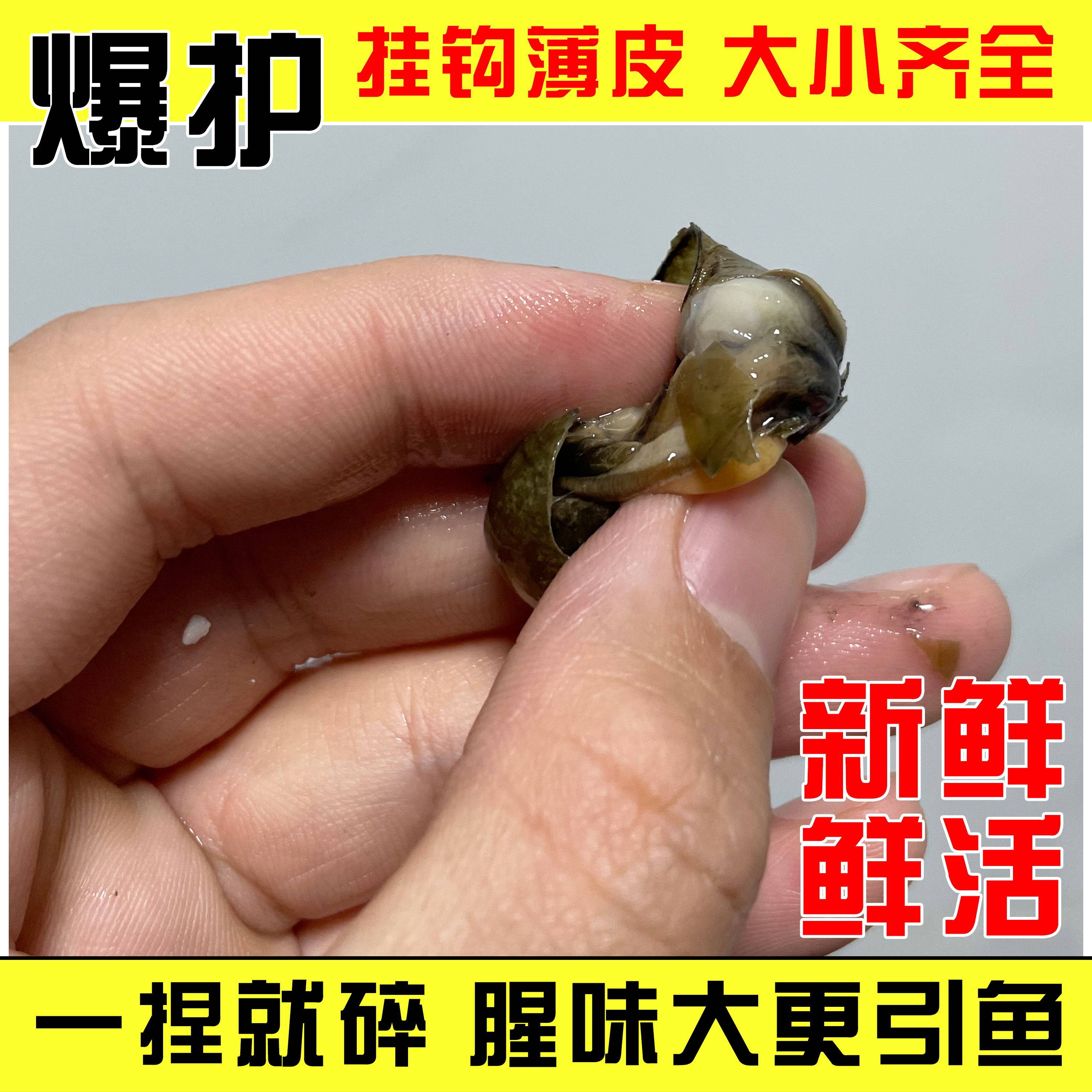 钓黑薄皮脆螺钓鱼饵料鲜活挂钩田螺打窝石螺野螺