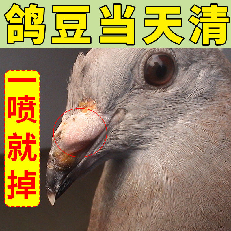 鸽痘眼角用去专用螨虫长痘爪子嘴角肉鸽赛鸽医疗用品