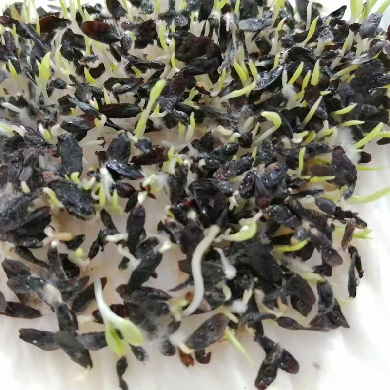 玉簪种子花种玉春白鹤花玉泡花白玉四季多年生家庭园艺种子