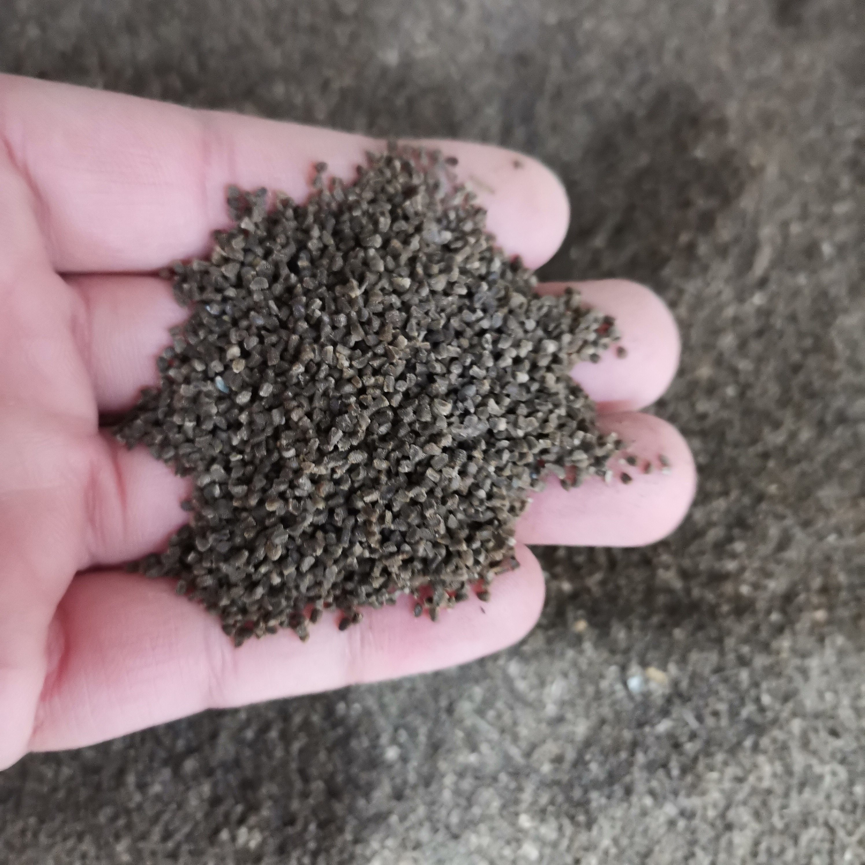 千鸟草种子观花种籽国产散装四季多年生庭院观叶种孑