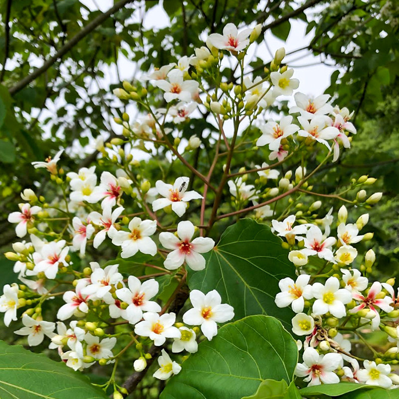 油桐树种种子种籽桐油桐子树光林木工业油料家庭园艺种子