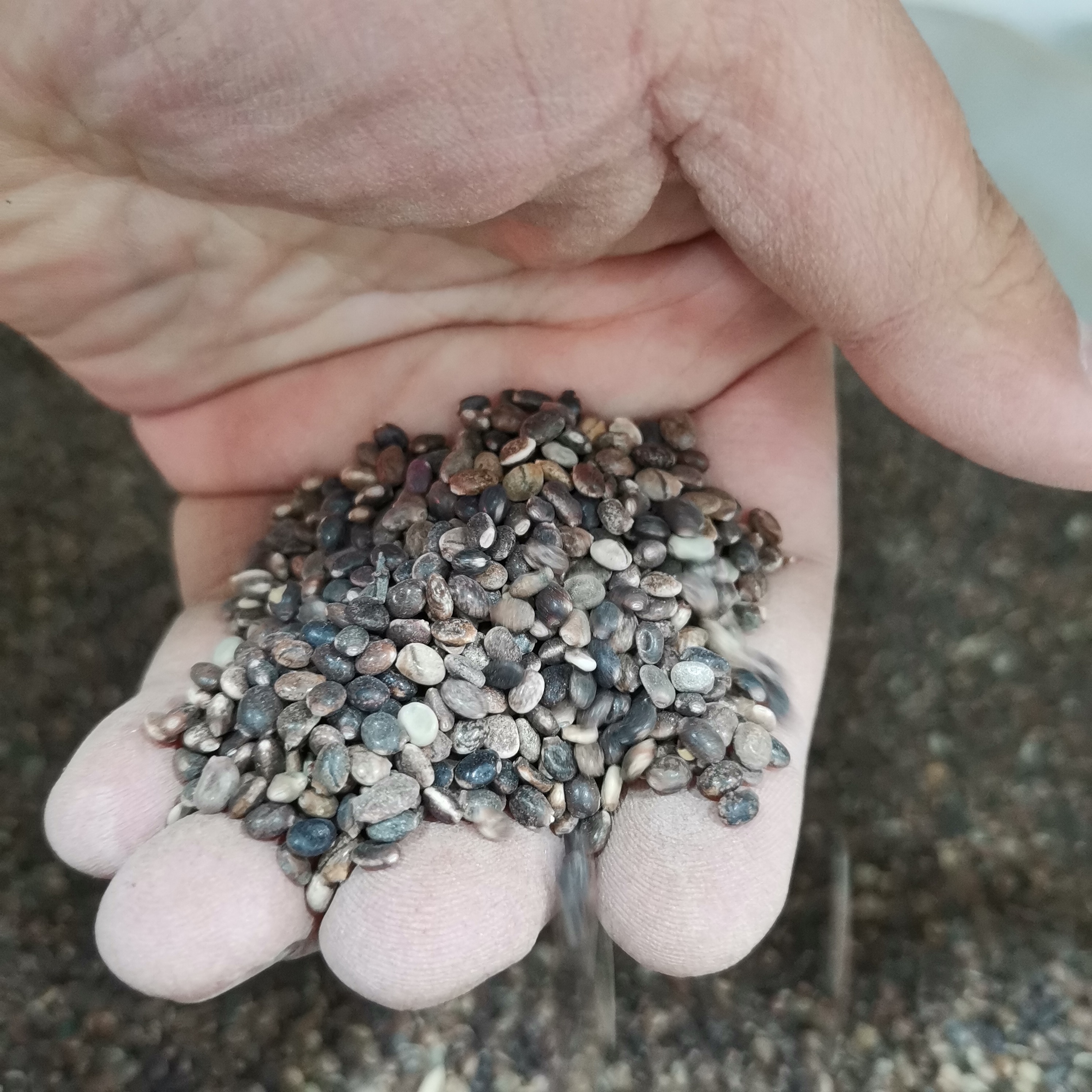 室外花种冰花子易多年生草本羽扇豆四季易活种籽家庭园艺种子