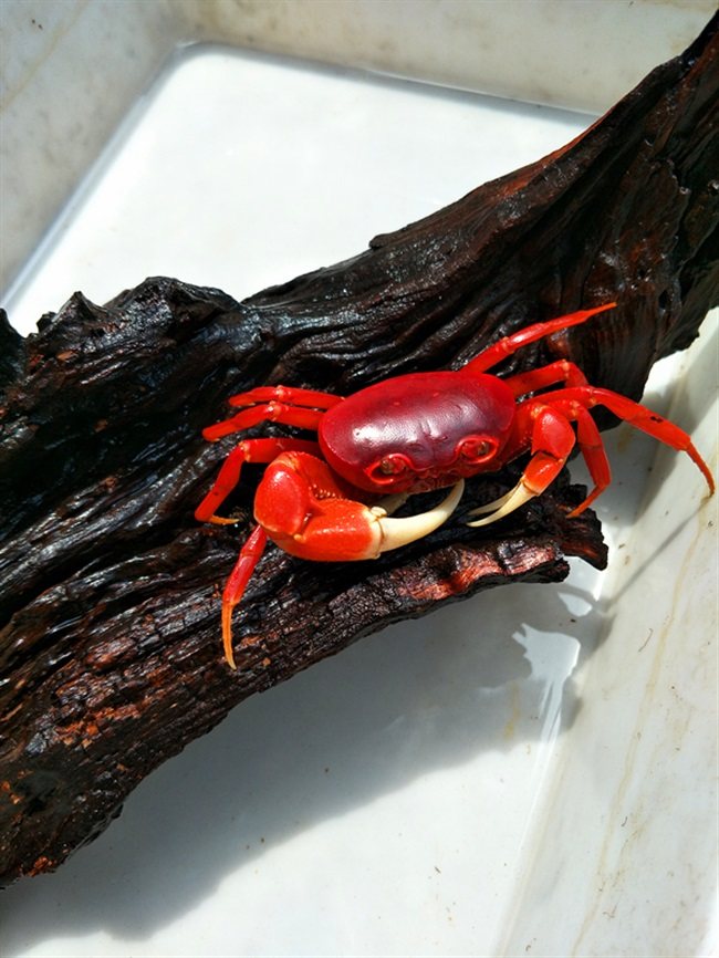 溪蟹梧州辣椒安楠越南勾手印支蟹内相手南海蟹